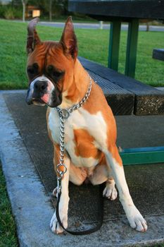 Curious brown boxer puppy sitting in a playground.
