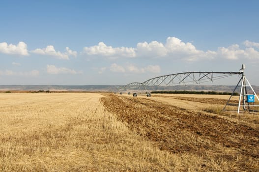 straws of hay, grain crop field picture