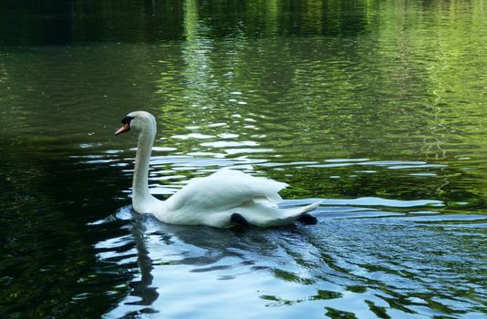 A Swan swimming in the lake In Valentines park.