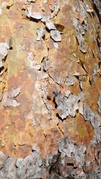 Close up view of some bark peeling of a tree.