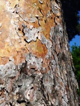 Close up view of some bark peeling of a tree.