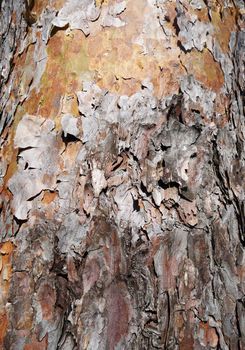Close up view of some bark peeling of a tree.