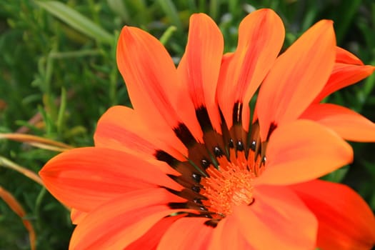 Close up of a daisy flower in a park.
