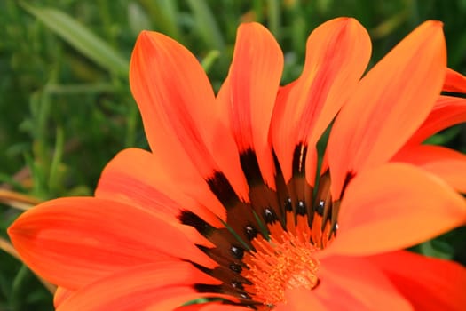 Close up of a daisy flower in a park.
