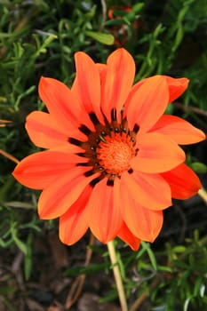 Orange daisy flower over green grass in a park.
