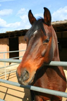 Headshot of a horse at the farm.
