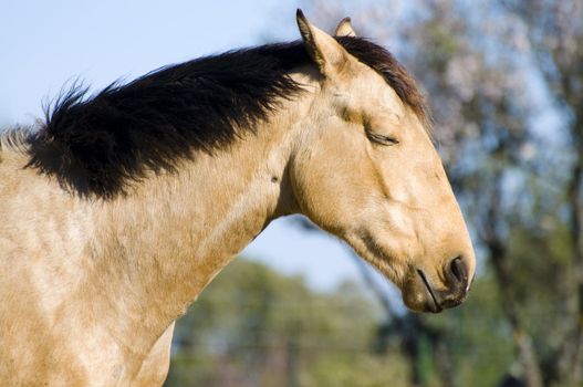 Picture of a horse on the hill.