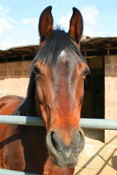 Headshot of a horse at the farm.
