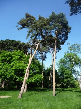 Some very tall trees in Valentines Park.