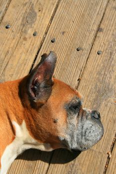 Close up of a boxer dog laying on a floor.
