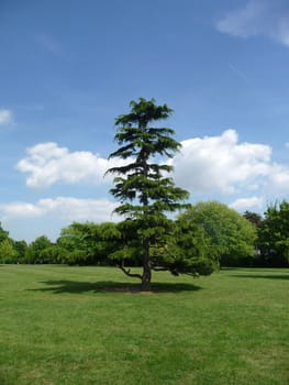 One of many trees in Clayhall Park