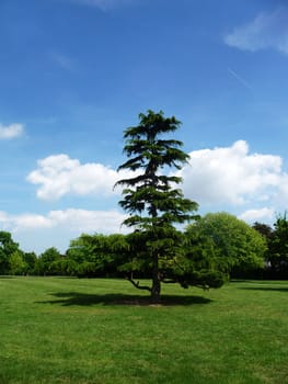 One of many trees in Clayhall Park