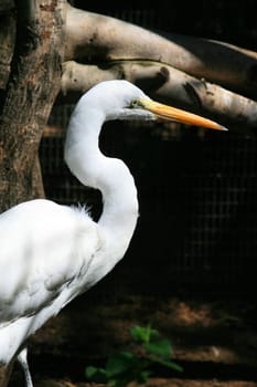 Close up of a great white egret.
