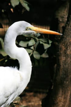 Close up of a great white egret.
