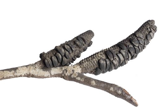 isolated seed head of a banksia after a bush fire