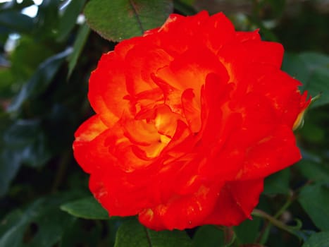 Macro of blooming beautiful rose in vibrant colors 