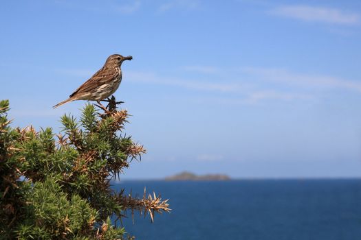 Tree Pipit (Anthus trivialis), little bird near the sea