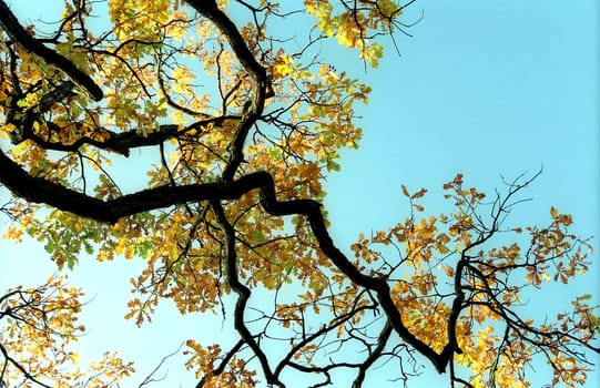 Branch of autumn oak tree on blu sky background