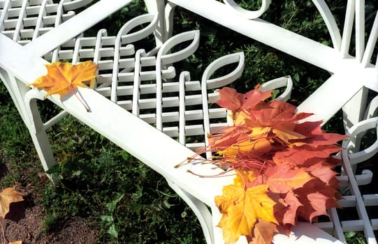 Maple leaves somebody left behind on the bench