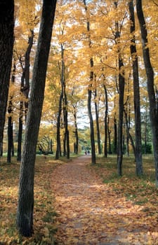 Path in the autumn park among maple trees