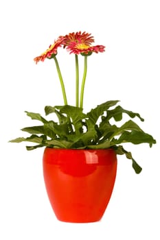 an pink gerbra in a red vase