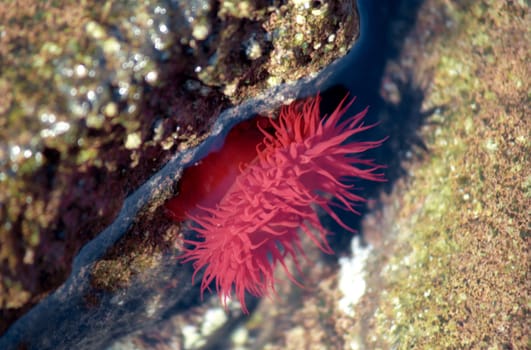 Red actinia in sea water close up
