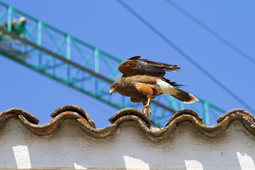 display of birds of prey, golden eagle