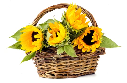 Four sunflowers in a basket