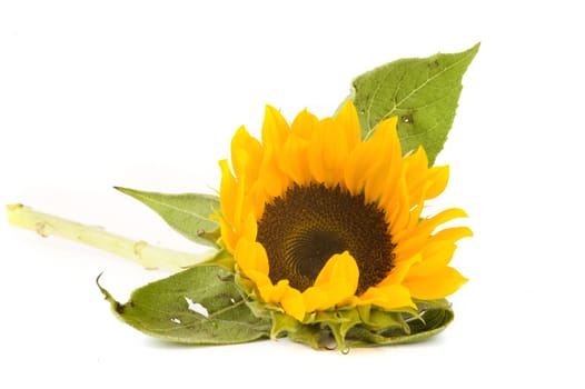 a sunflower on a white background