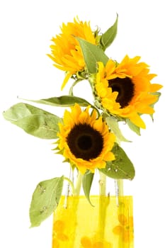 a closeup of sunflowers in a vase