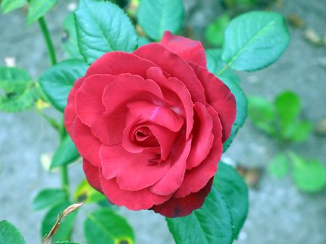 Red rose in a garden