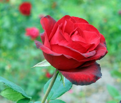 Red rose blossoming in a garden