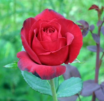 Red rose in a garden