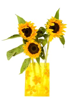Four sunflowers in a yellow vase