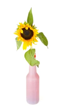 a sunflower in a vase with red water