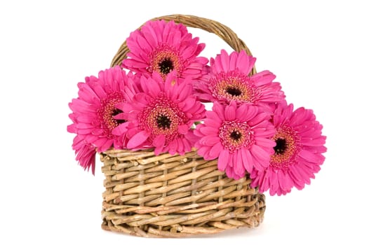 a basket, full with pink daisies on white