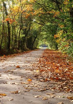 Little rural lane in autumn colors.