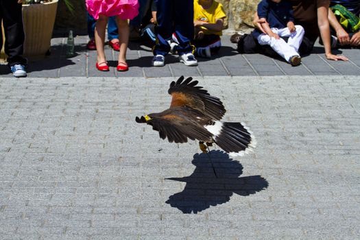 low-flying eagle