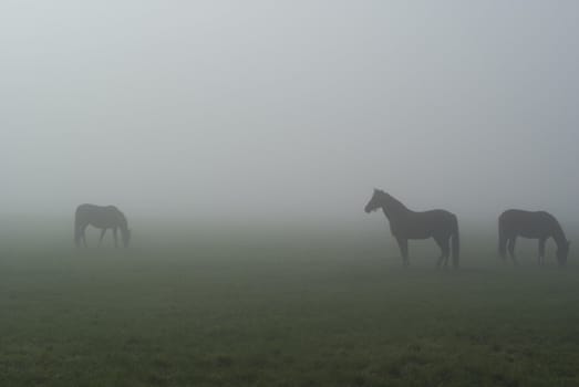 Three horses standing in a meadow on a foggy morning.