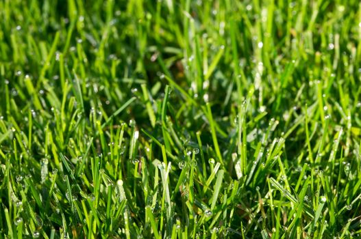 green grass-plot covered by dew drops