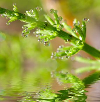 Dew drops on horse-tail plant and reflection in rendered water