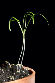 braird growing in the flowerpot