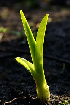 Young plant growing up at spring