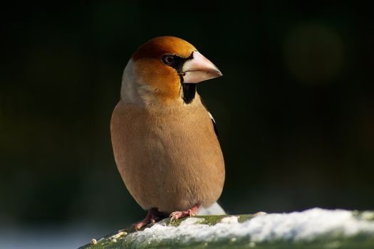 Winter photo of hawfinch bird on the blur background