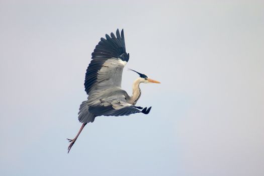 Free heron bird soar in a sky