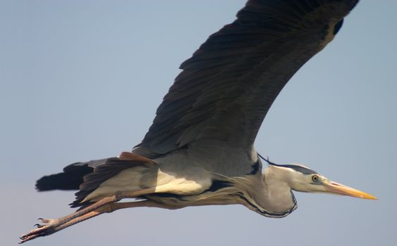 heron bird soaring in blue sky