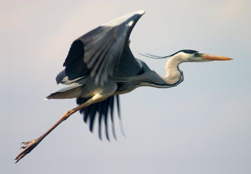 flying heron bird in blue sky