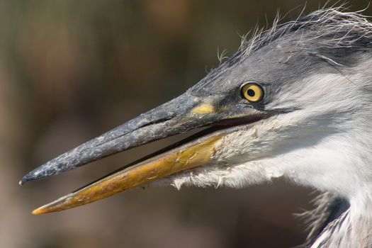 Close-up photo of heron bird nestling head with big beak