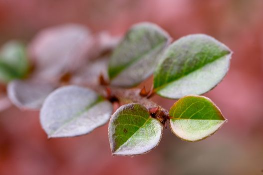 leaf on the bush branch