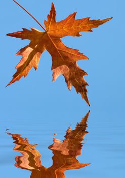 yellow autumn leaf with reflection